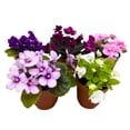 thumbnail image 1 of Harmony's Mini African Violets Grower's Choice Mix 2 inch Set of 5 Rare Variegated and Collector's Varieties, 1 of 3