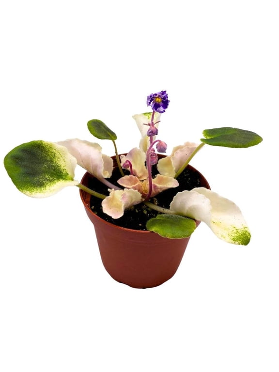 Harmony's Purple Passion Variegated African Violet, 4 inch, Purple Flower Saintpaulia Hybrid Gesneriads