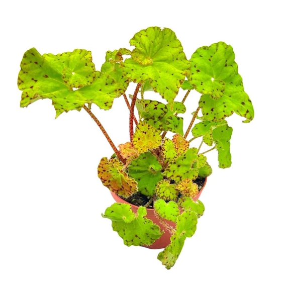 Harmony's Ray Glow, Green Begonia Rex, 4 inch Painted-Leaf Begonia, Variegated