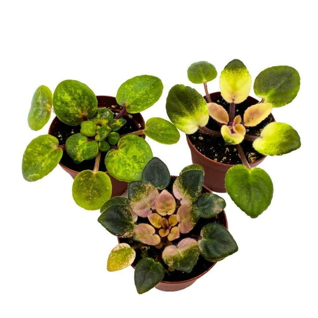 Harmony's Variegated African Violet Assortment, 2 inch set of 3, Rare ...