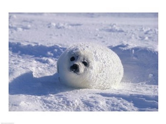 Harp Seal Canvas Art - (24 x 18)