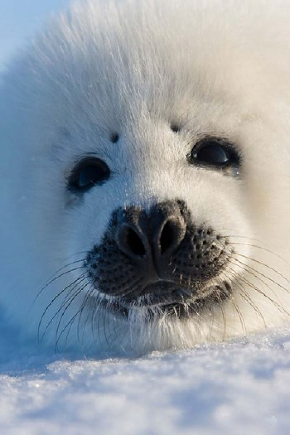Harp Seal Pup Canada Canvas Art - Keren Su DanitaDelimont (24 x 36)