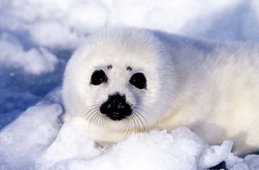 Harp Seal Pup at Gulf of St Lawrence Canvas Art - Michael DeFreitas DanitaDelimont (27 x 18)