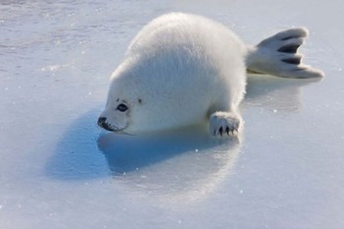 Harp Seal Pup on Ice Canvas Art - Keren Su  DanitaDelimont (29 x 19)