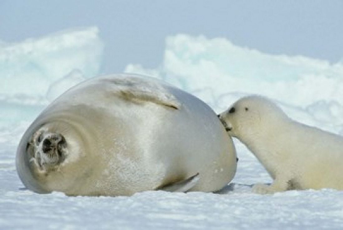 Harp Seal on Magdalen Island Canvas Art - Kevin Schafer DanitaDelimont (27 x 18)