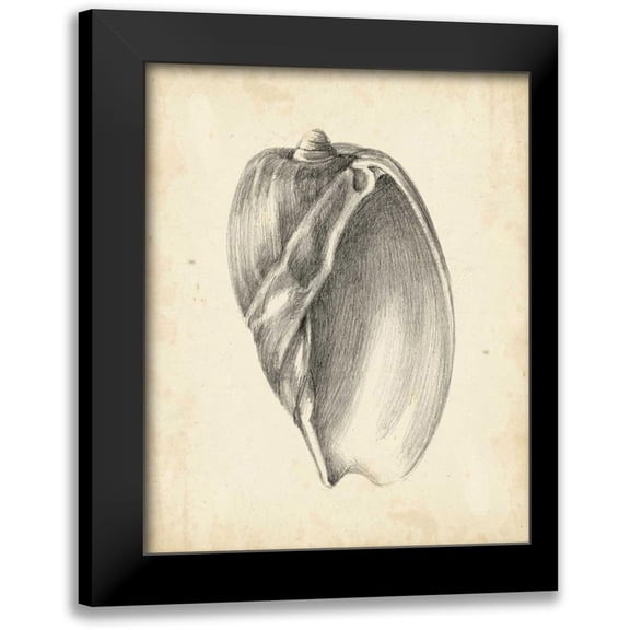Harper, Ethan 12x14 Black Modern Framed Museum Art Print Titled - Antique Shell Study VI