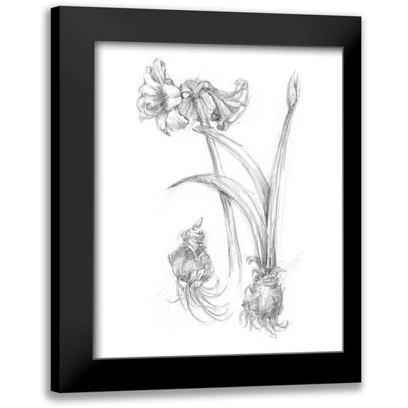 Harper, Ethan 12x14 Black Modern Framed Museum Art Print Titled - Botanical Sketch IV