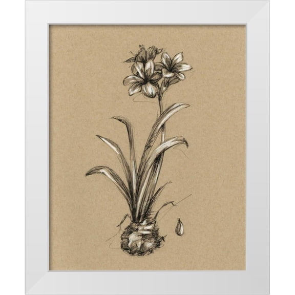 Harper, Ethan 12x14 White Modern Wood Framed Museum Art Print Titled - Botanical Sketch Black and White II