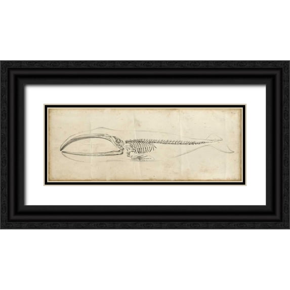 Harper, Ethan 14x8 Black Ornate Wood Framed with Double Matting Museum Art Print Titled - Whale Study I