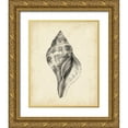 thumbnail image 1 of Harper, Ethan 15x18 Gold Ornate Wood Framed with Double Matting Museum Art Print Titled - Antique Shell Study II, 1 of 4