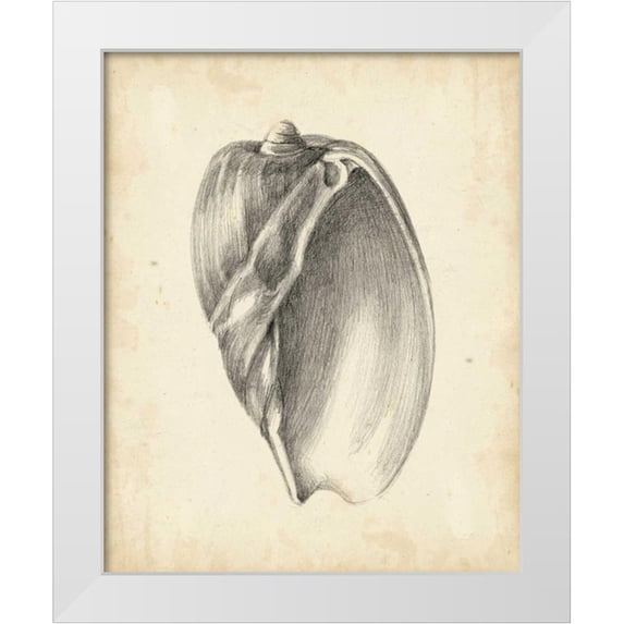 Harper, Ethan 26x32 White Modern Wood Framed Museum Art Print Titled - Antique Shell Study VI