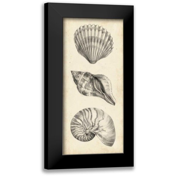 Harper, Ethan 8x14 Black Modern Framed Museum Art Print Titled - Antique Shell Study Panel I
