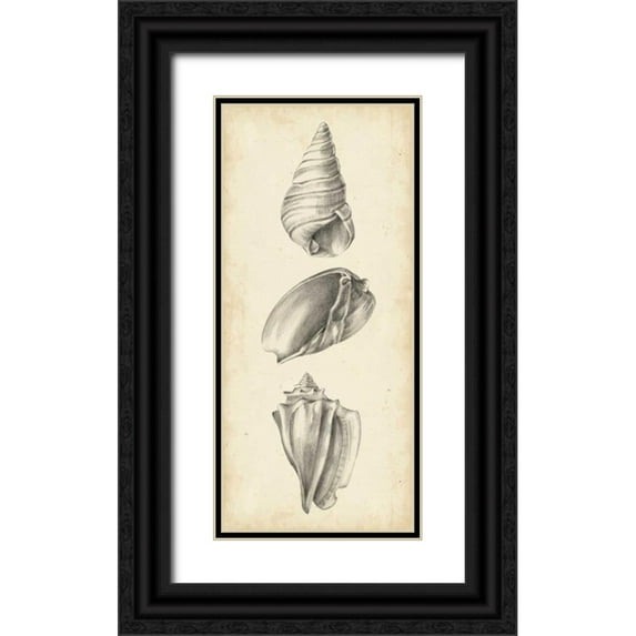 Harper, Ethan 8x14 Black Ornate Wood Framed with Double Matting Museum Art Print Titled - Antique Shell Study Panel II