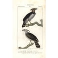 thumbnail image 1 of Harpy Eagle Harpia HarpyjaA Poster Print By ?? Florilegius Mary Evans, 1 of 3