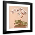 thumbnail image 1 of Harriet Stewart Miner 12x14 Black Modern Framed Museum Art Print Titled - Phalenopsis Schilleriana (1885), 1 of 5