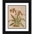 thumbnail image 1 of Harriet Stewart Miner 15x18 Black Ornate Wood Framed Double Matted Museum Art Print Titled - Cypripedium Haynaldianum (1885), 1 of 5