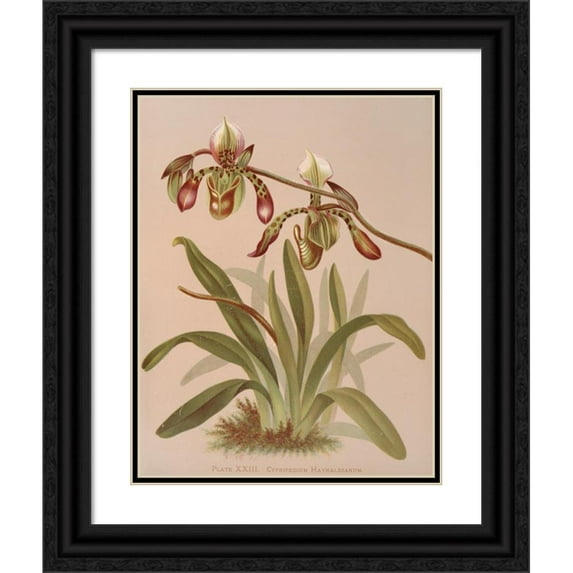 Harriet Stewart Miner 15x18 Black Ornate Wood Framed Double Matted Museum Art Print Titled - Cypripedium Haynaldianum (1885)