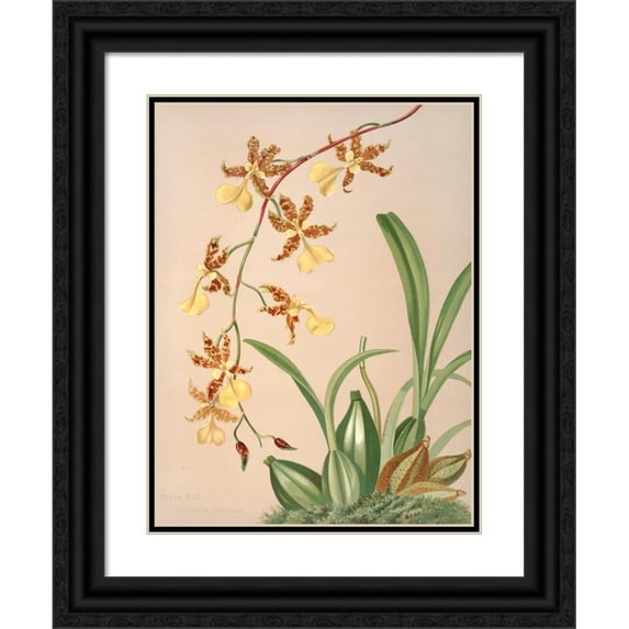 Harriet Stewart Miner 19x24 Black Ornate Framed Double Matted Museum Art Print Titled: Oncidioides Barkerii (1885)