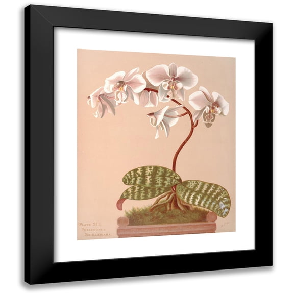 Harriet Stewart Miner 20x24 Black Modern Framed Museum Art Print Titled - Phalenopsis Schilleriana (1885)