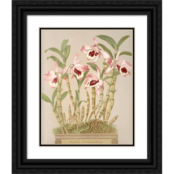 Harriet Stewart Miner 20x24 Black Ornate Framed Double Matted Museum Art Print Titled: Dendrobium Nobile (1885)