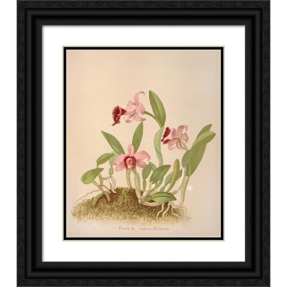 Harriet Stewart Miner 20x24 Black Ornate Framed Double Matted Museum Art Print Titled: Laelia Dayeana (1885)