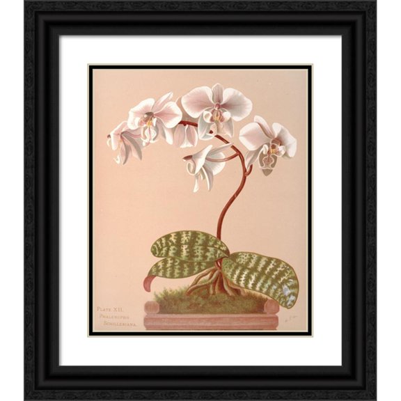 Harriet Stewart Miner 20x24 Black Ornate Framed Double Matted Museum Art Print Titled: Phalenopsis Schilleriana (1885)