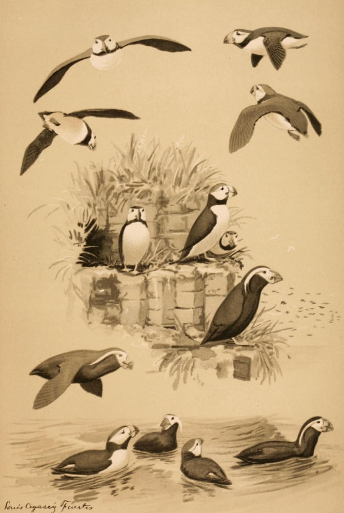 Harriman Alaska 1910 Horned & Tufted Puffins Canvas Art - LA Fuertes (24 x 36)