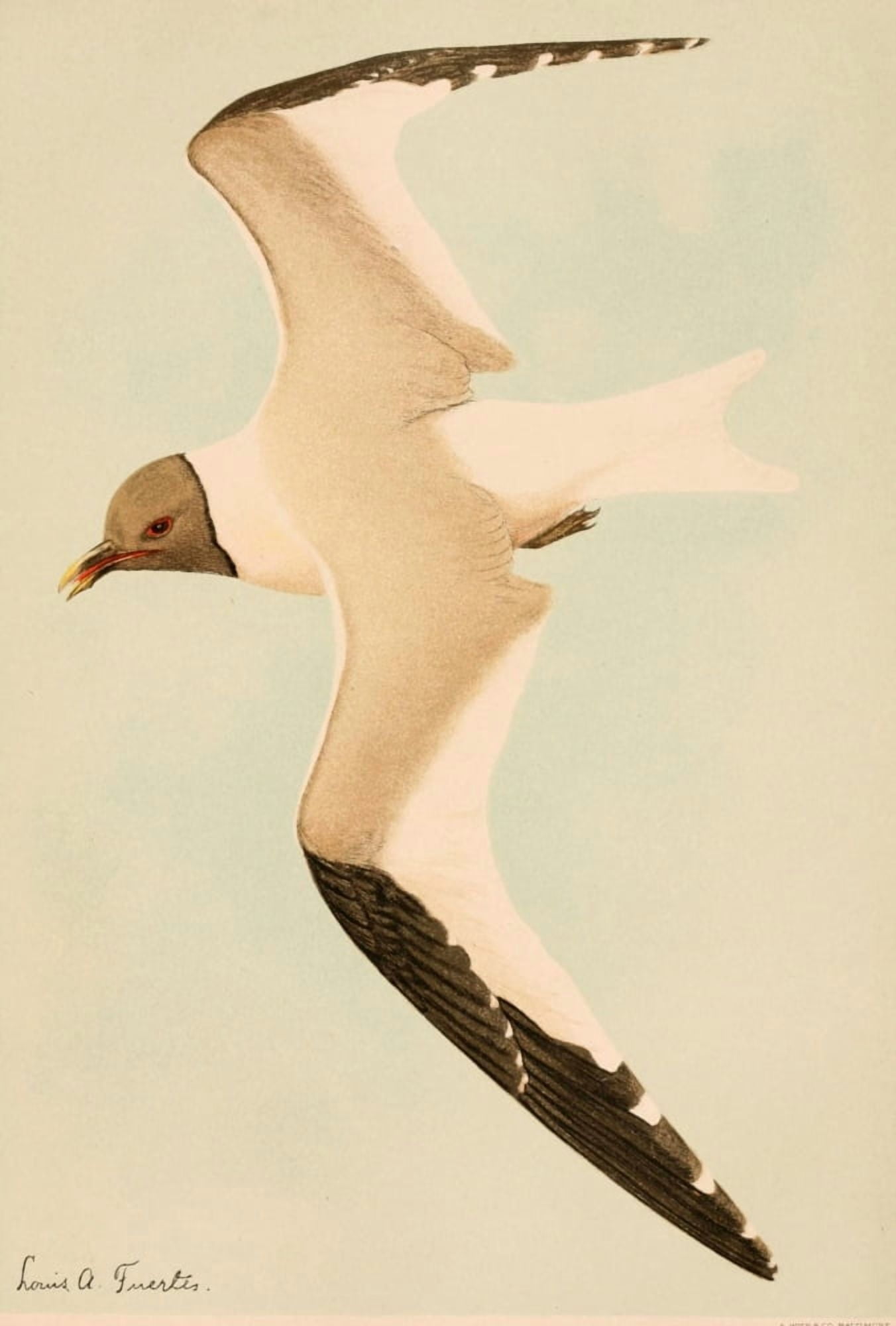 Harriman Alaska 1910 Sabine Gull Canvas Art - LA Fuertes (18 x 24)