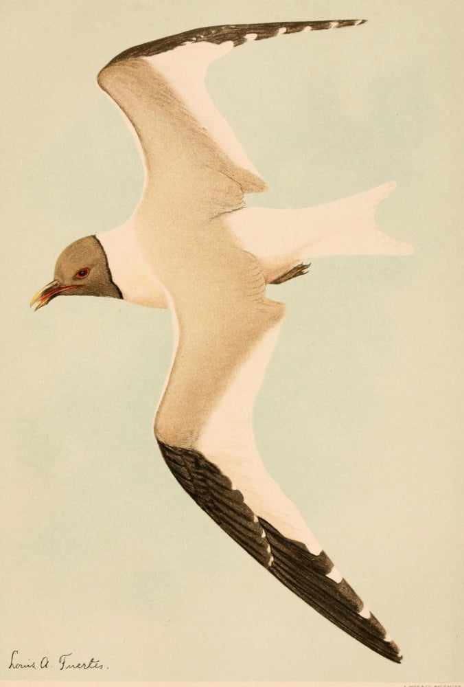 Harriman Alaska 1910 Sabine Gull Canvas Art - LA Fuertes (24 x 36)