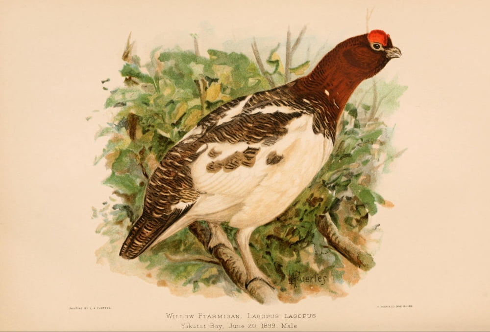 Harriman Alaska 1910 Willow Ptarmigan Canvas Art - LA Fuertes (18 x 24)