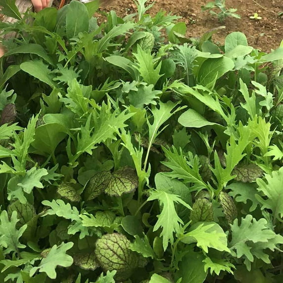 Harris' Mesclun Mix Seed, Untreated, 1/4 Pound