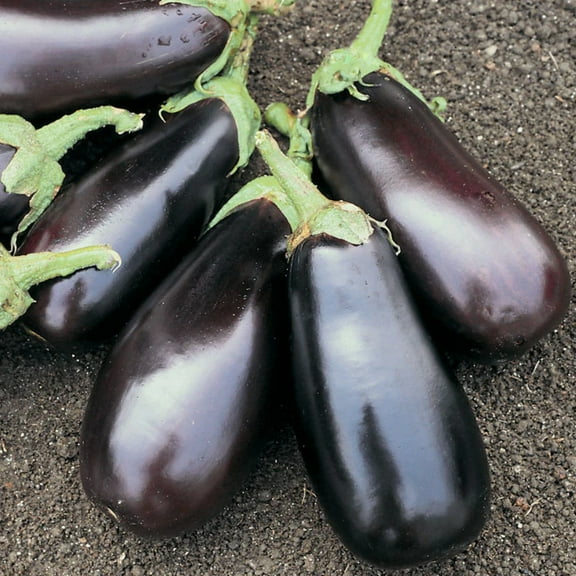 Harris Seeds 1000 Classic Eggplant Plant Seeds