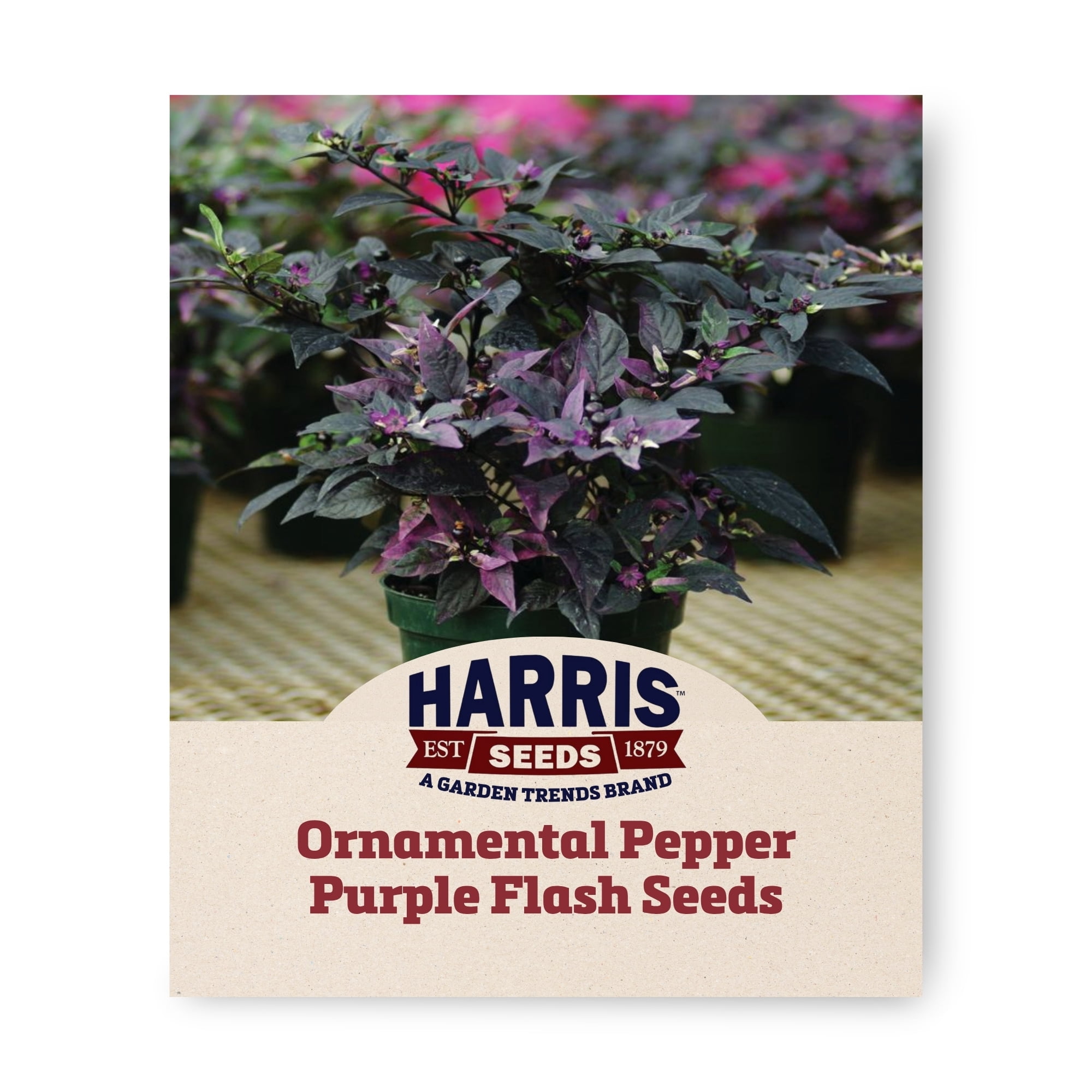 Harris Seeds Purple Flash Ornamental Pepper, Black and Purple Foliage Plants for Containers and Landscapes, 100 Count