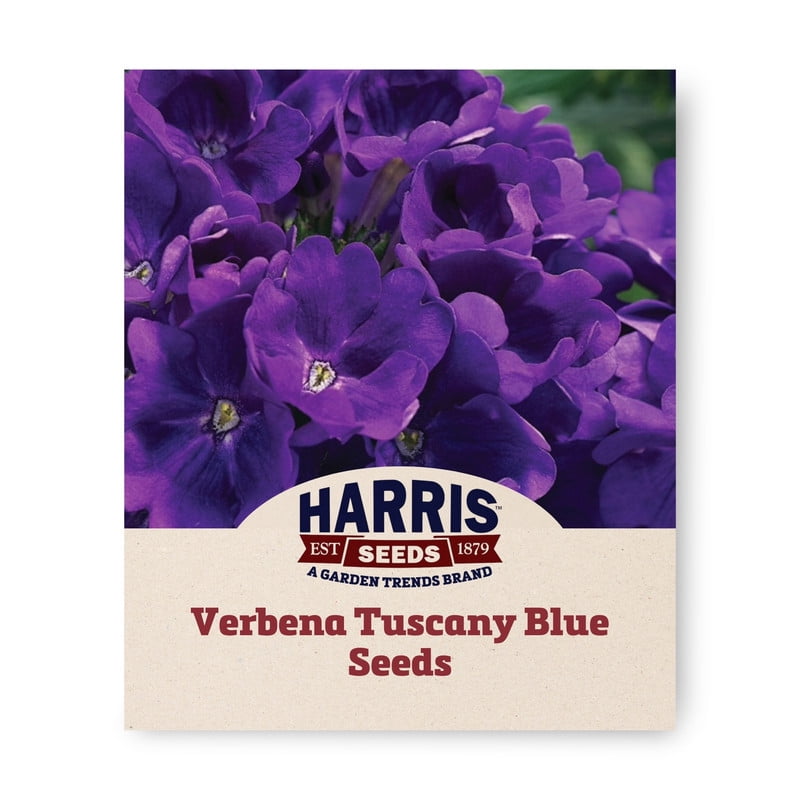 Verbena Tuscany Blue Plant Seeds