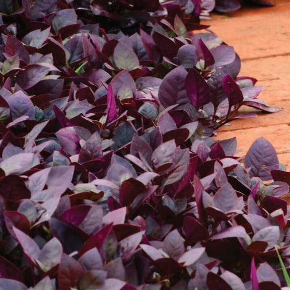 Harris Seeds 25 Alternanthera Purple Prince Plant Seeds, Ruby to Burgundy Foliage