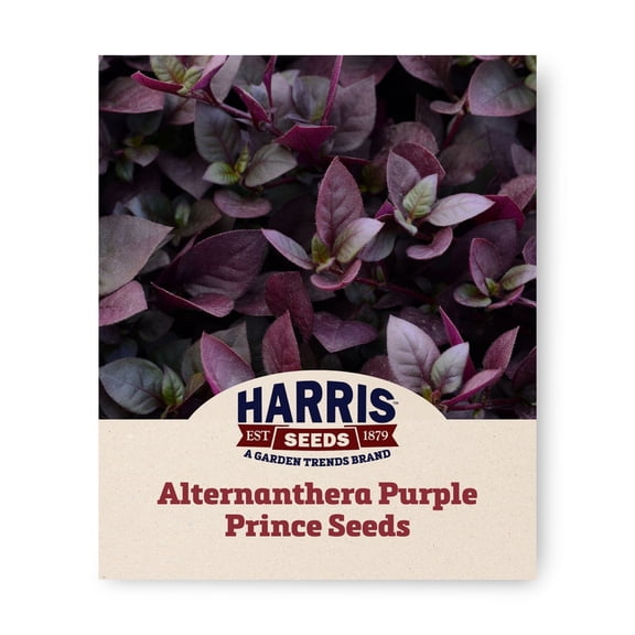 Harris Seeds 25 Alternanthera Purple Prince Plant Seeds, Ruby to Burgundy Foliage