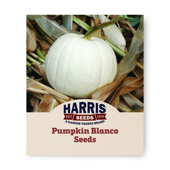 Harris Seeds 25 Blanco Pumpkin Plant Seeds, Moderate Frost Resistance