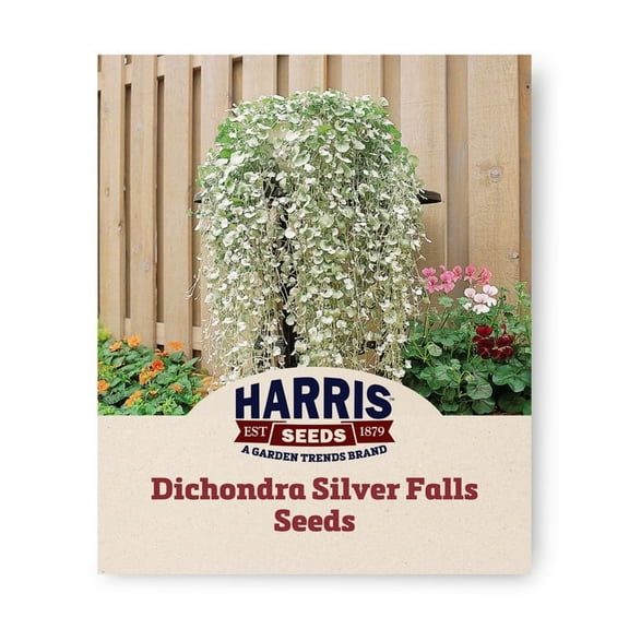 Harris Seeds 25 Dichondra Silver Falls Plant Seeds, Non-GMO