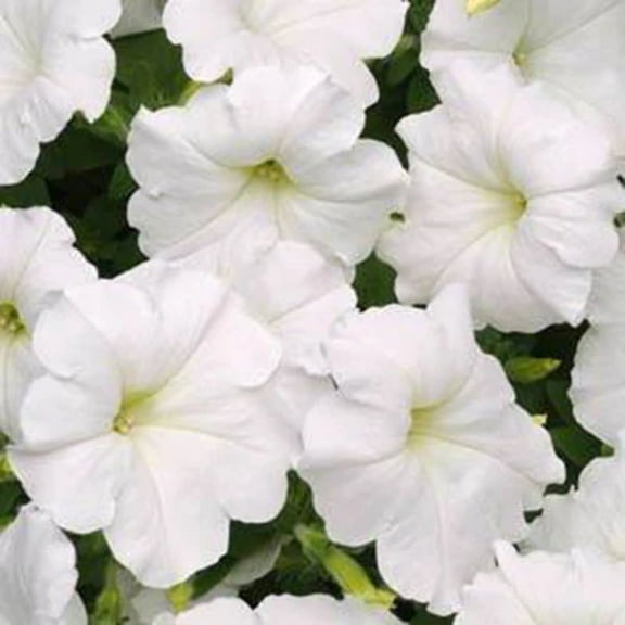 Harris Seeds 305655 Petunia Easy Wave White F1 Plant Seeds