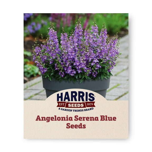 Harris Seeds 401405 Angelonia Plant Seeds, True blue excellent color