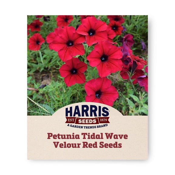 Harris Seeds Tidal Wave Velour Red F1 Petunia, Spreading Hedge Type for Landscape and Containers, 25 Count