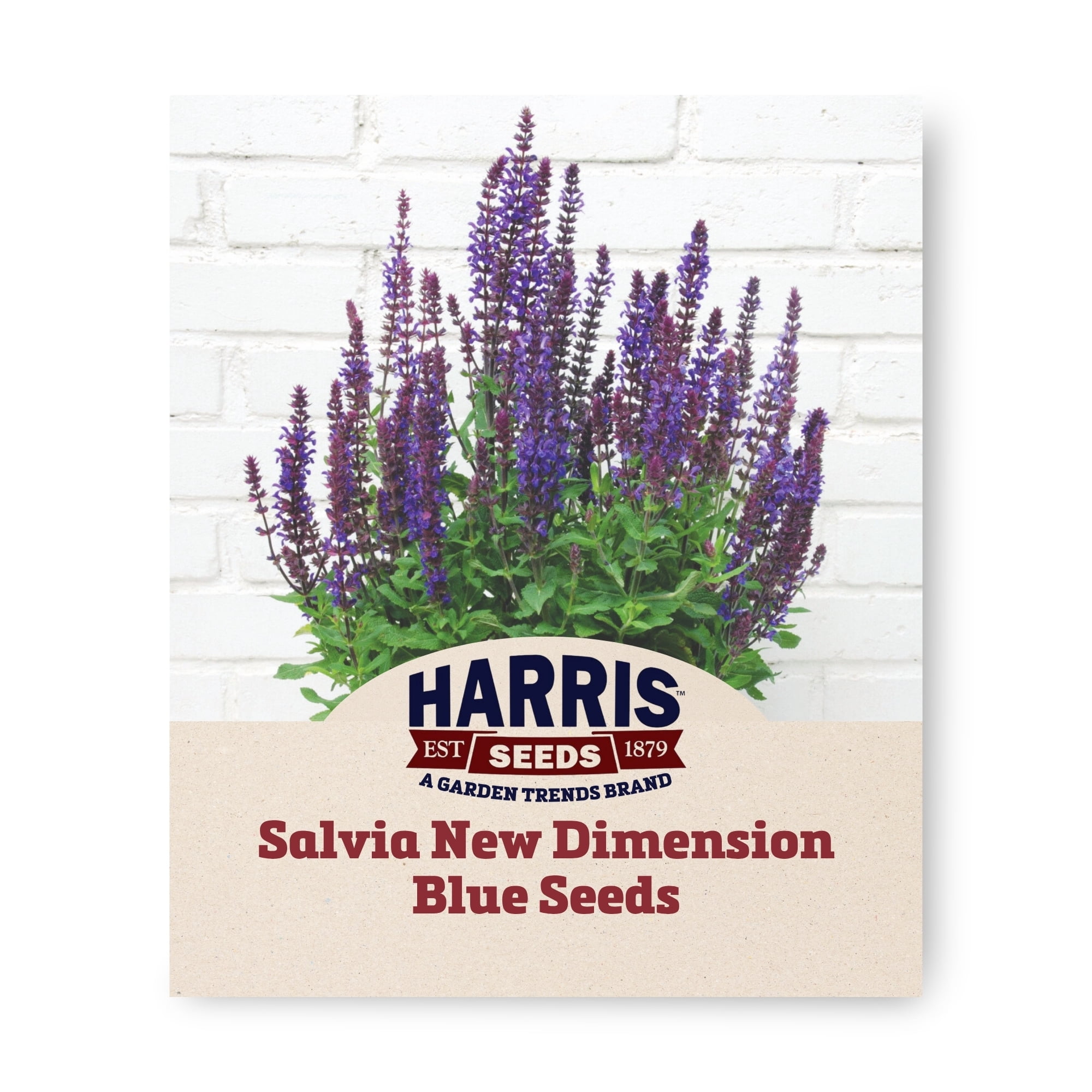 Harris Seeds Salvia New Dimension - Thumbnail 5
