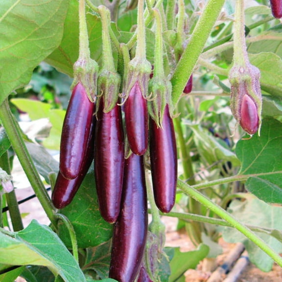 Harris Seeds 50 Little Fingers Eggplant Plant Seed, 60 Days to Maturity