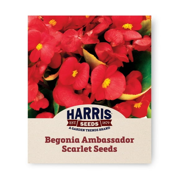 Harris Seeds 500 Begonia Ambassador Scarlet F1 Plant Seeds, NON-GMO