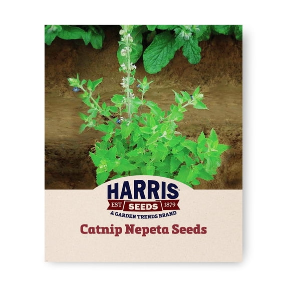 Harris Seeds 581525 Catnip Nepeta Seeds, Small Blue Flowers