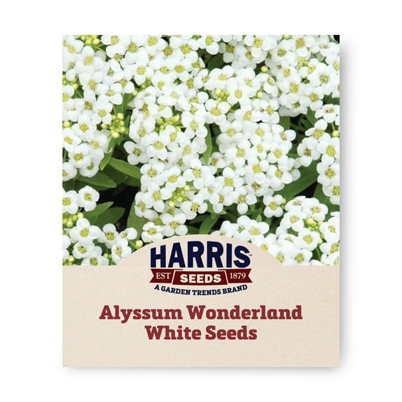 Harris Seeds - Alyssum Wonderland White Seeds - Pure White Blooms - 250 Multi-Pelleted Seeds