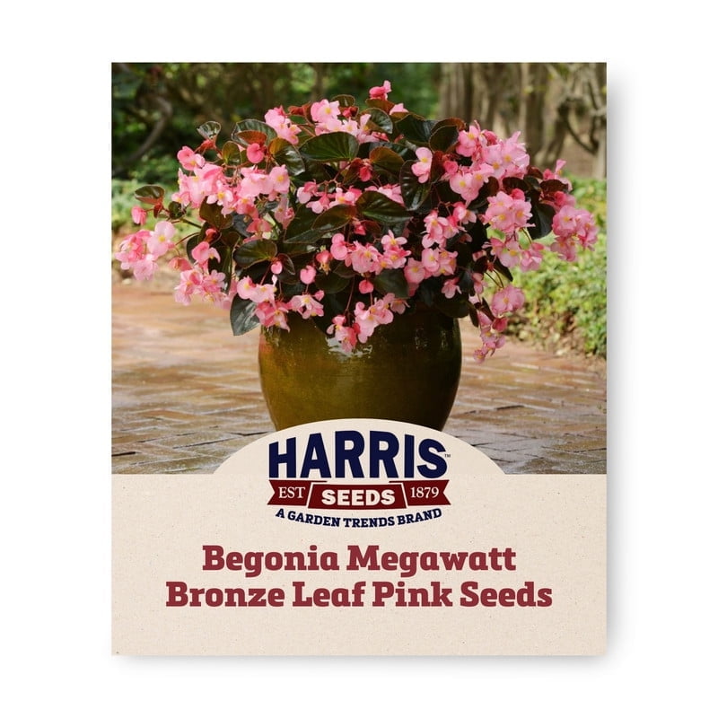 Begonia Megawatt Seeds