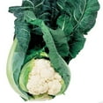 thumbnail image 1 of Harris Seeds - Cauliflower Seeds - Treated Apex Variety - Non-GMO - 50 Seeds, 1 of 4