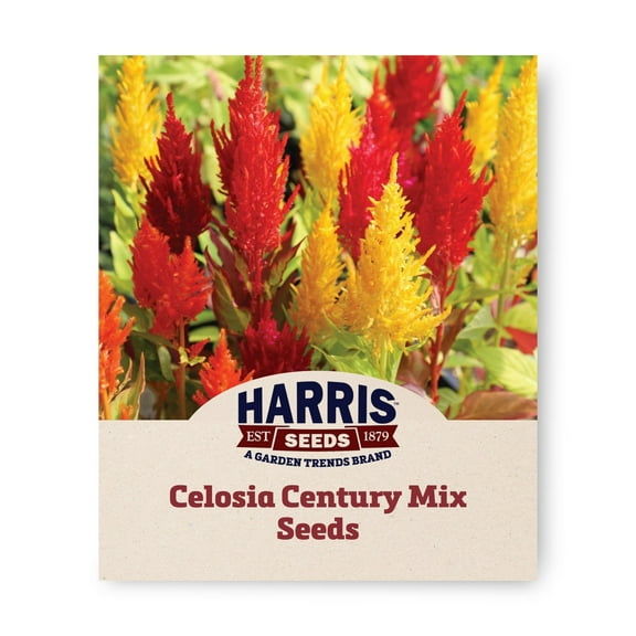 Harris Seeds - Celosia Century Mix Seed - NON-GMO - Large Tall Plumes - 500 Seeds
