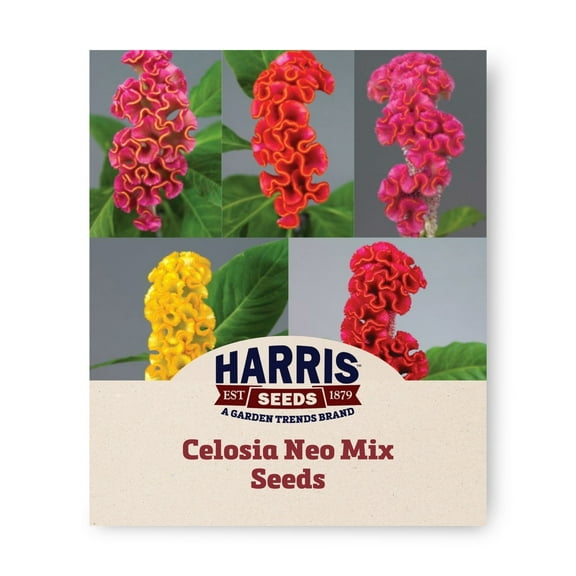 Harris Seeds - Celosia Neo Mix Seeds For Planting - Quick Germination - 100 Seeds